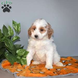 Bianca, Mini Goldendoodle Puppy