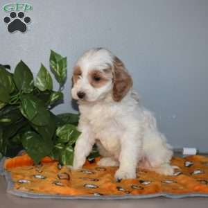 Bianca, Mini Goldendoodle Puppy