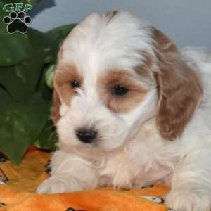 Bianca, Mini Goldendoodle Puppy