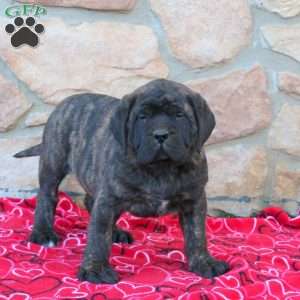 Big Ben, English Mastiff Puppy