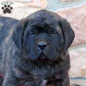 Big Ben, English Mastiff Puppy