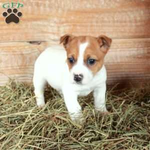 Billy, Jack Russell Terrier Puppy