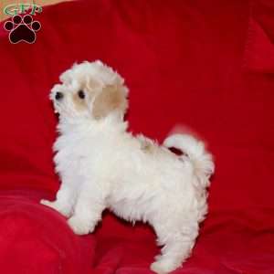 Billy, Maltipoo Puppy