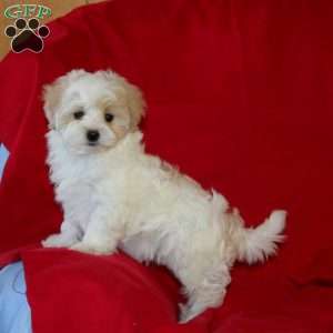 Billy, Maltipoo Puppy