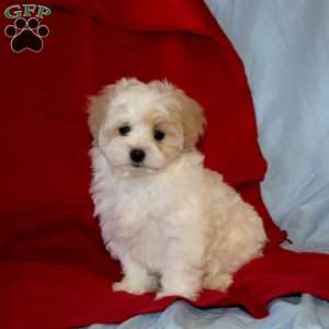 Billy, Maltipoo Puppy