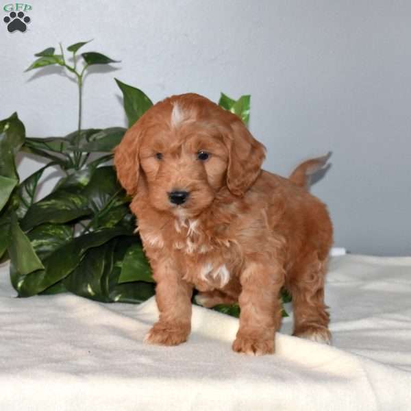Bingo, Mini Goldendoodle Puppy