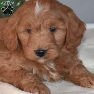Bingo, Mini Goldendoodle Puppy