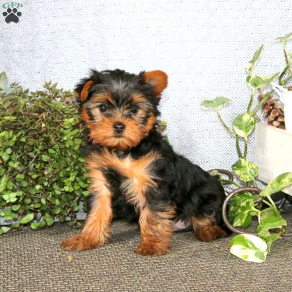 Bingo, Yorkie Puppy