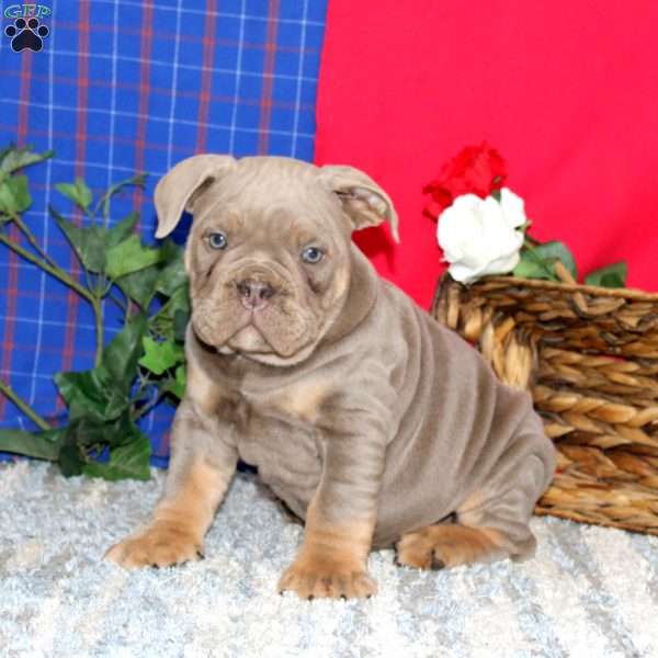 Bingo, Olde English Bulldogge Puppy