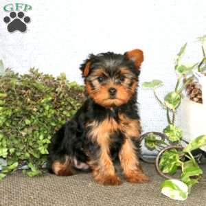 Bingo, Yorkie Puppy