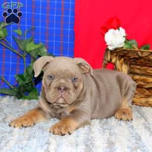Bingo, Olde English Bulldogge Puppy