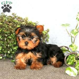 Bingo, Yorkie Puppy