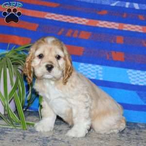 Bingo, Cocker Spaniel Puppy