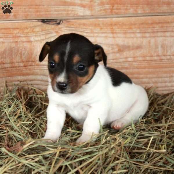 Birdie, Jack Russell Terrier Puppy