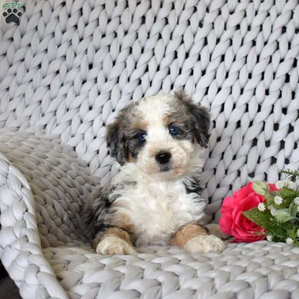 Biscuit, Mini Bernedoodle Puppy