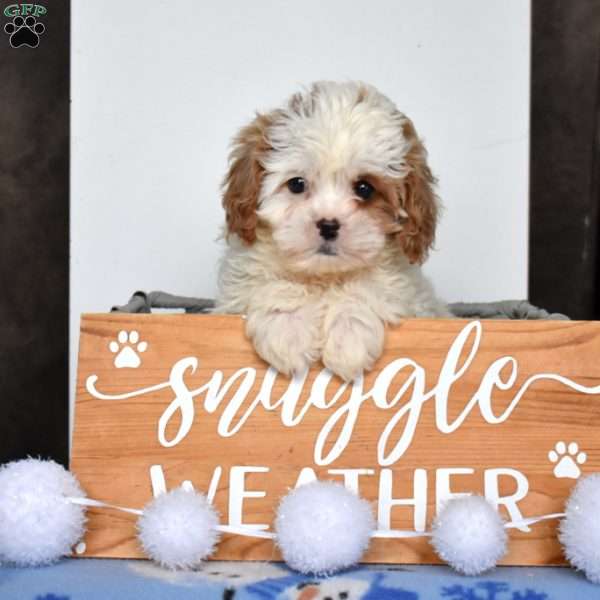 Biscuit, Cavapoo Puppy