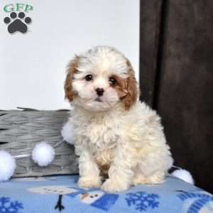 Biscuit, Cavapoo Puppy