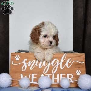 Biscuit, Cavapoo Puppy