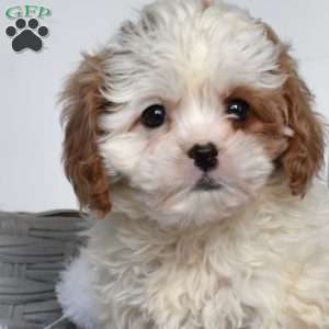 Biscuit, Cavapoo Puppy