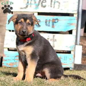 Biscuit, German Shepherd Puppy