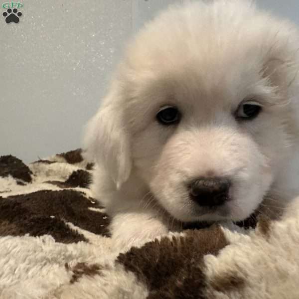 Black, Great Pyrenees Puppy
