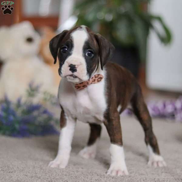 Blair, Boxer Puppy