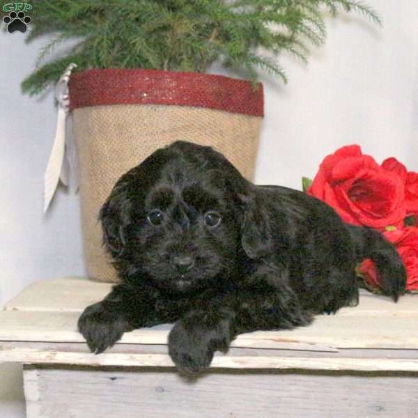 Blair, Yorkie Poo Puppy