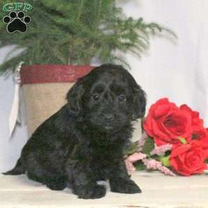 Blair, Yorkie Poo Puppy