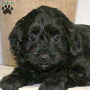 Blair, Yorkie Poo Puppy
