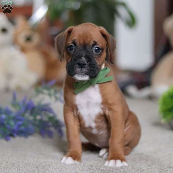 Blake, Boxer Puppy