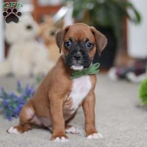 Blake, Boxer Puppy
