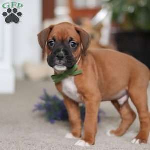 Blake, Boxer Puppy