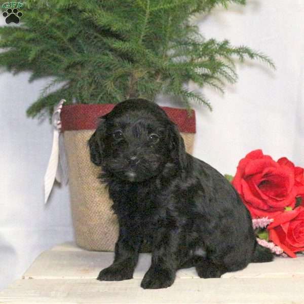 Blake, Yorkie Poo Puppy