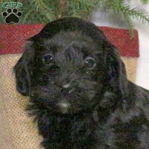 Blake, Yorkie Poo Puppy