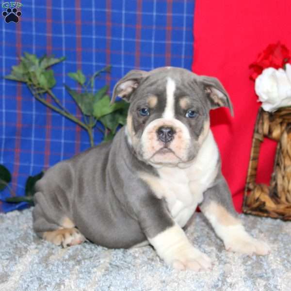 Blake, Olde English Bulldogge Puppy