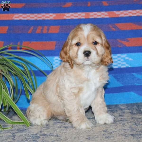 Blake, Cocker Spaniel Puppy