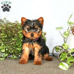 Blake, Yorkie Puppy