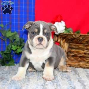 Blake, Olde English Bulldogge Puppy