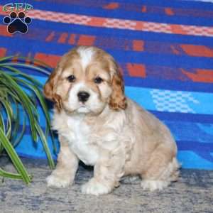 Blake, Cocker Spaniel Puppy