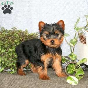 Blake, Yorkie Puppy