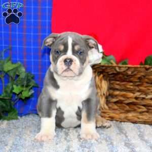 Blake, Olde English Bulldogge Puppy
