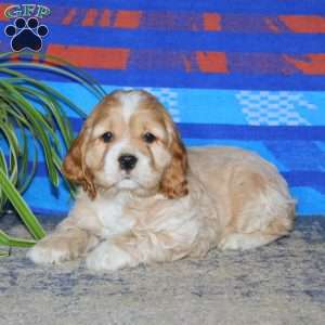 Blake, Cocker Spaniel Puppy