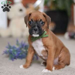Blake, Boxer Puppy