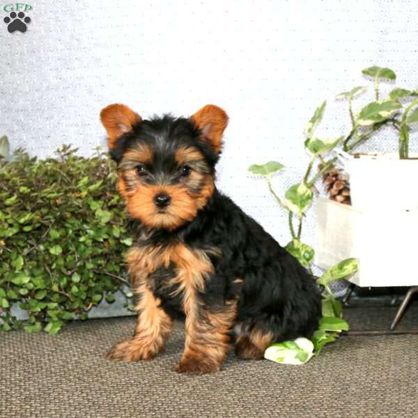 Blitz, Yorkie Puppy