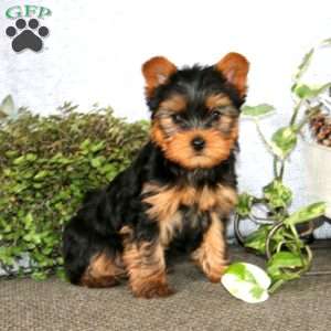 Blitz, Yorkie Puppy