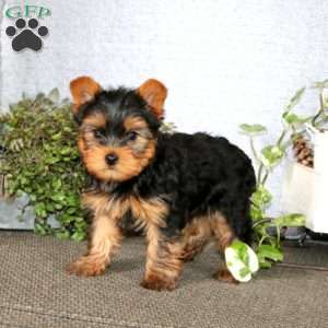 Blitz, Yorkie Puppy