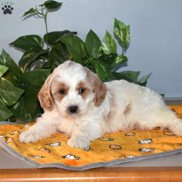 Blizzard, Mini Goldendoodle Puppy