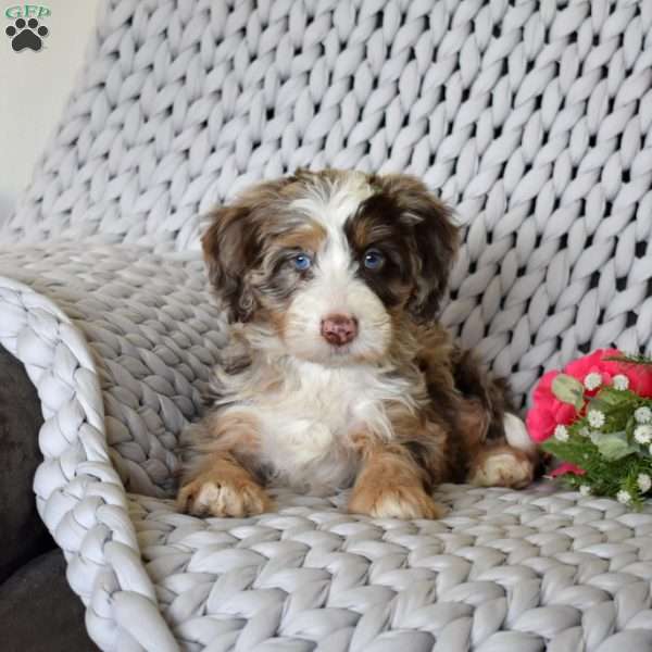 Blizzard, Mini Bernedoodle Puppy