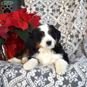 Blizzard, Mini Bernedoodle Puppy