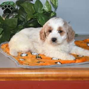 Blizzard, Mini Goldendoodle Puppy